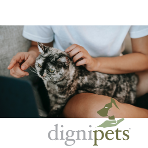 online vet consults